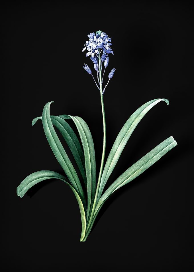 Vintage Spanish Bluebell