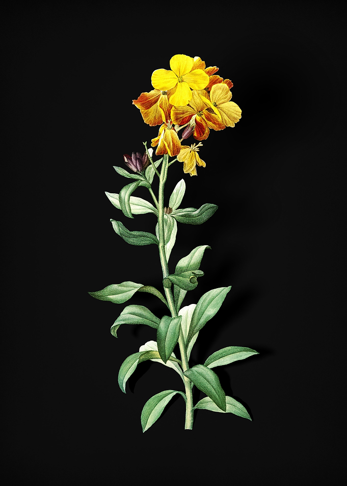 Yellow Wallflower Bloom