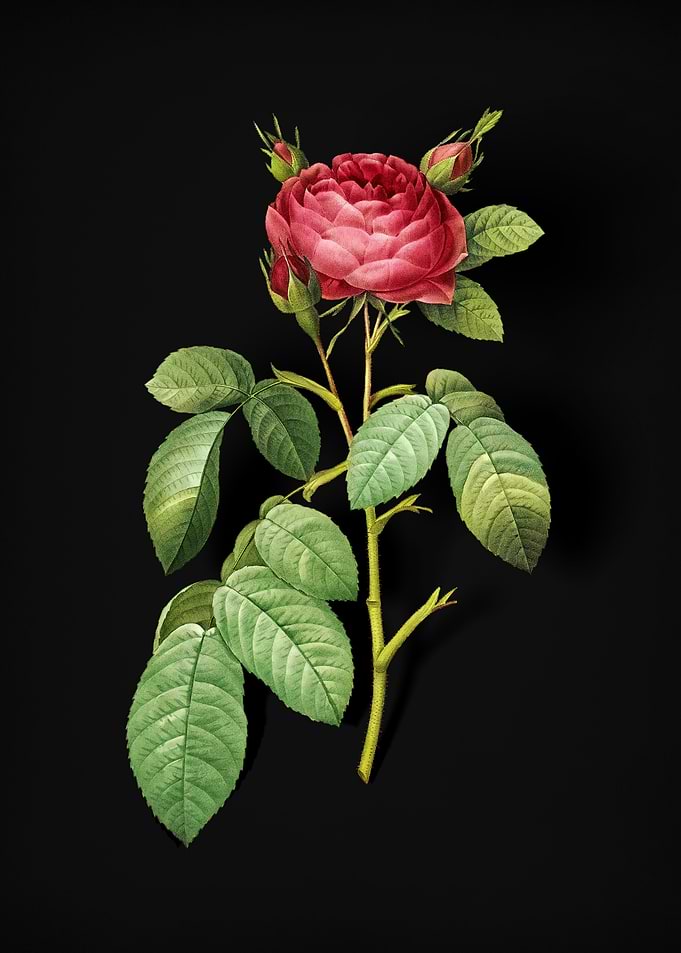 Red Gallic Rose