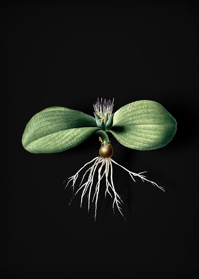 Massonia Pustulata