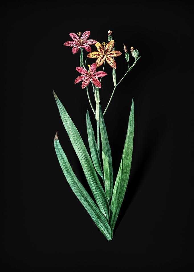 Vintage Blackberry Lily