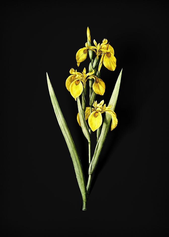 Vintage Irises