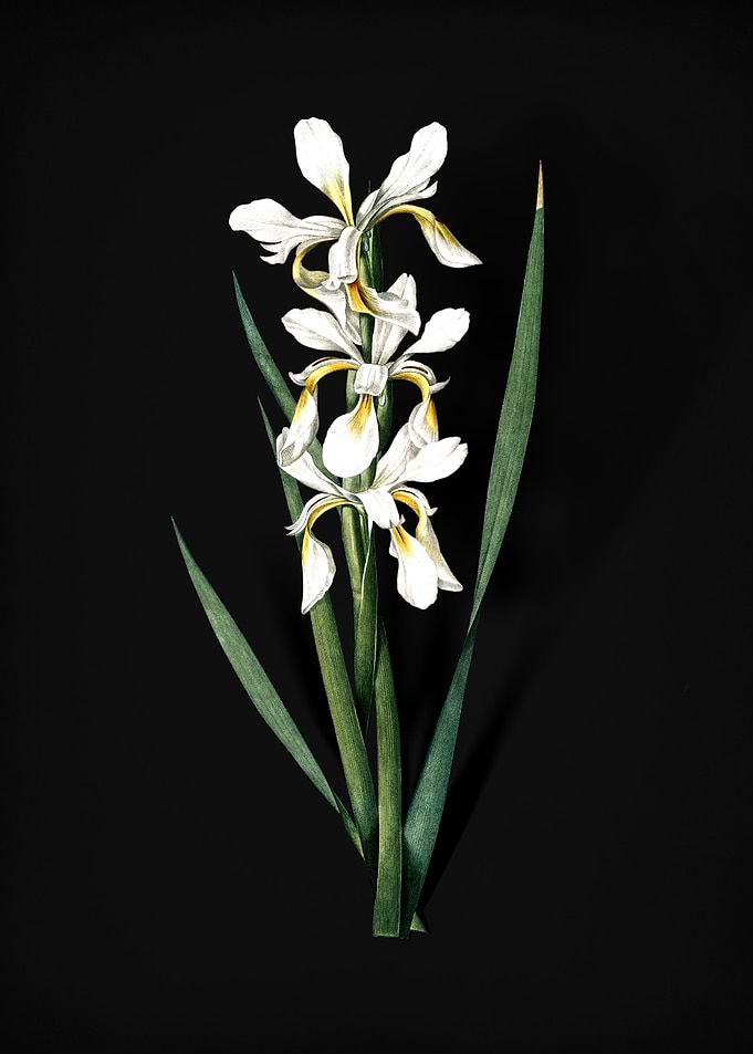 Yellow Banded Iris