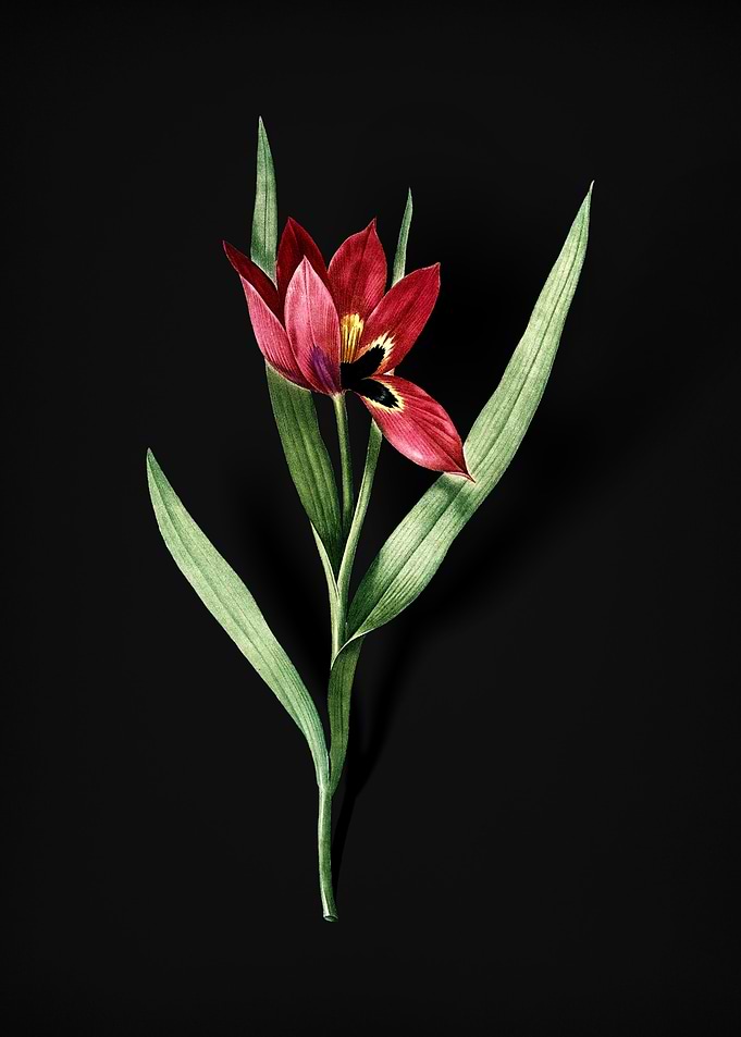 Tulipa Oculus Colis