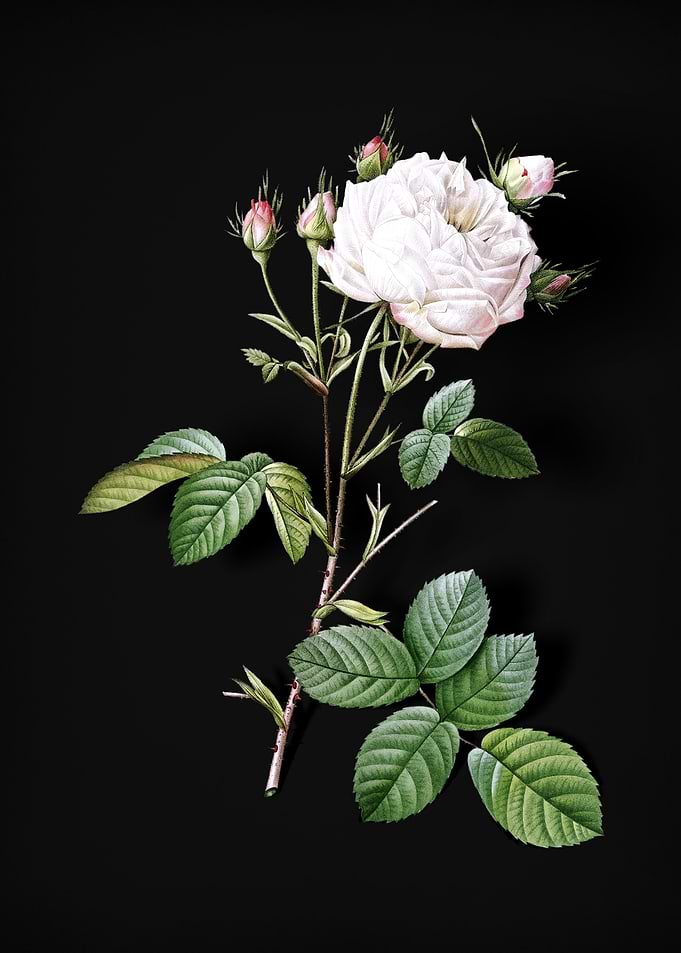 White Provence Rose