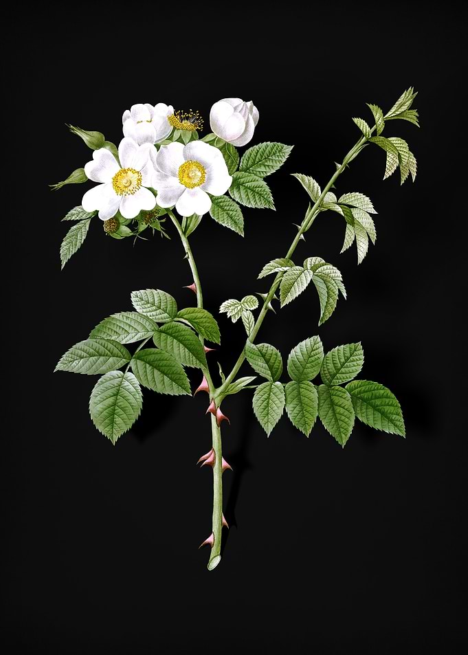 White Flowered Rose