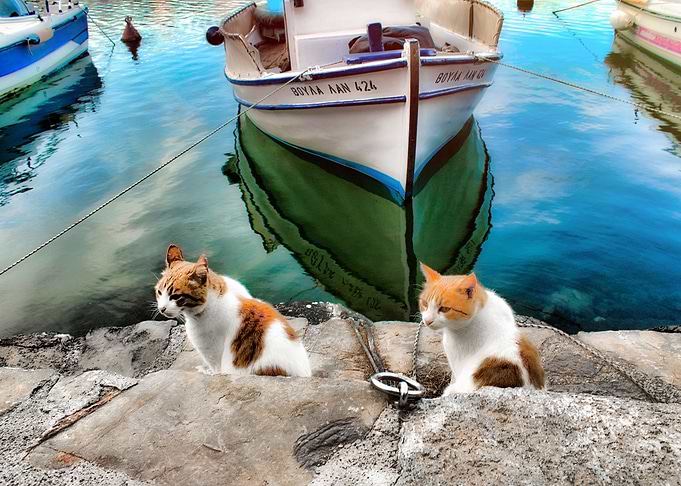 Twin Cats