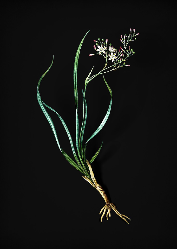 Phalangium Bicolor