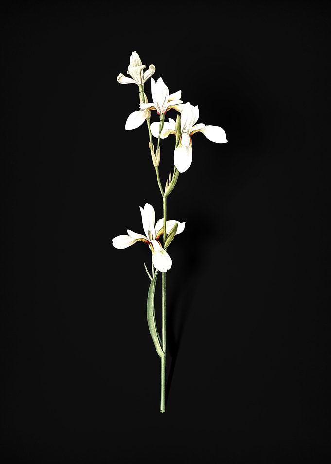 Siberian Iris