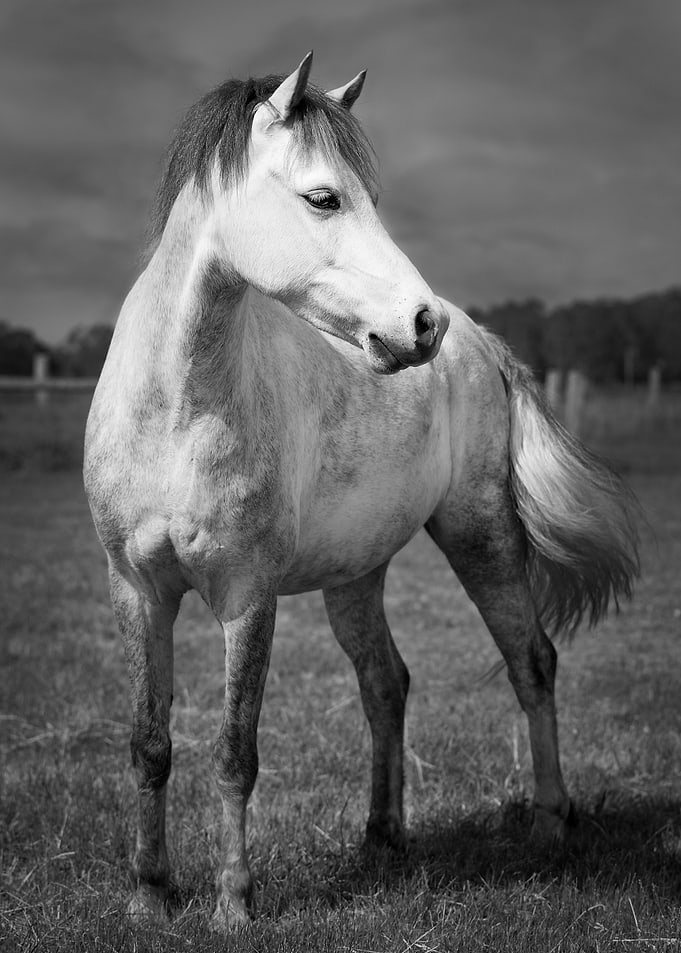 Storm Horse