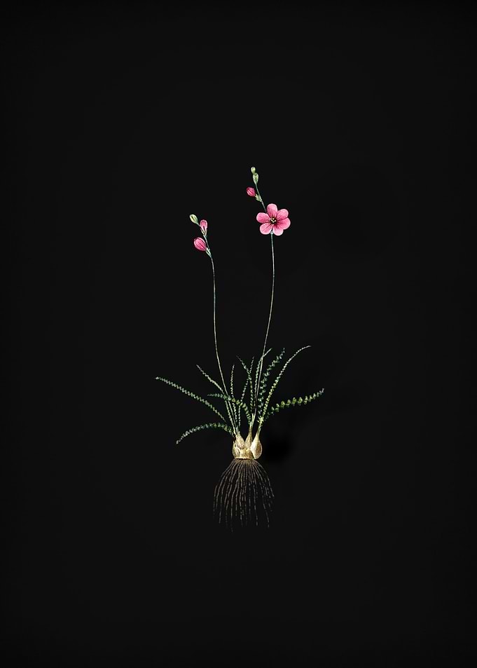 Vintage Ixia Crispa