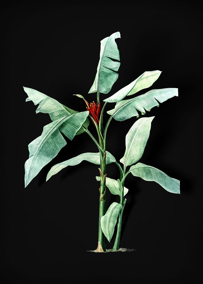Scarlet Banana
