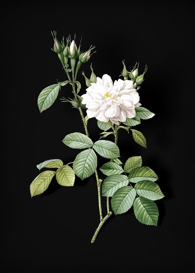 Autumn Damask Rose