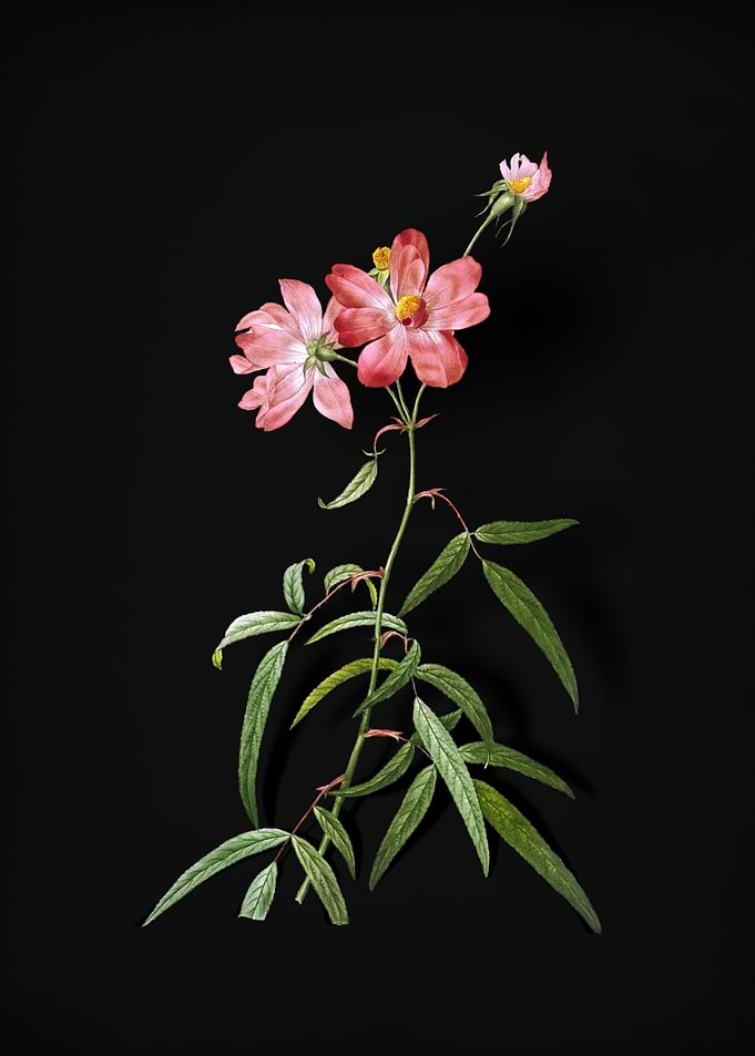 Peach Leaved Rose