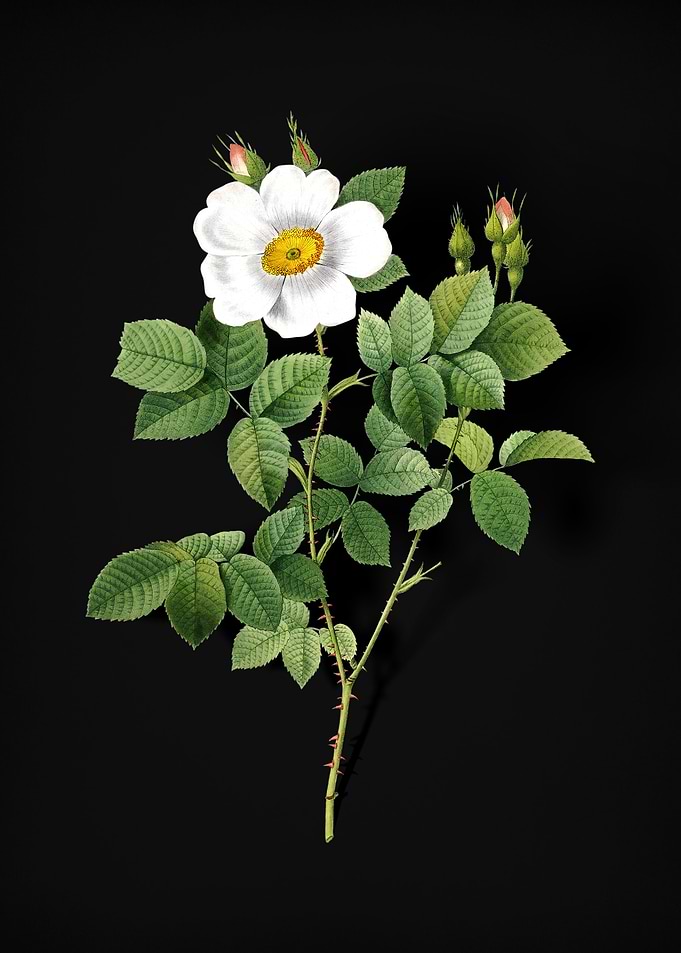 Twin Flowered White Rose