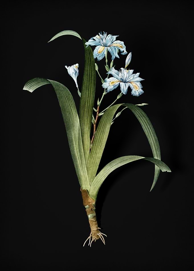 Vintage Iris Fimbriata