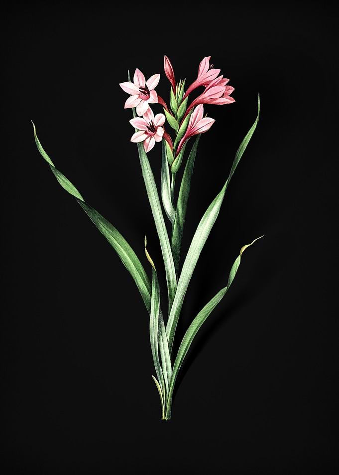 Vintage Sword Lily