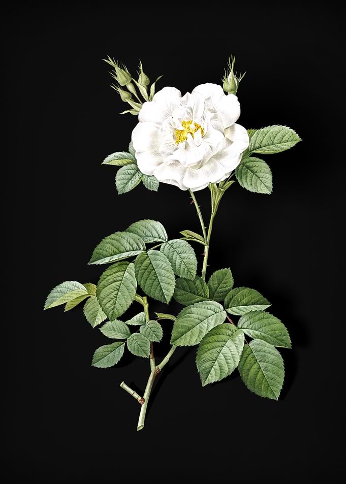 Blooming White Rose