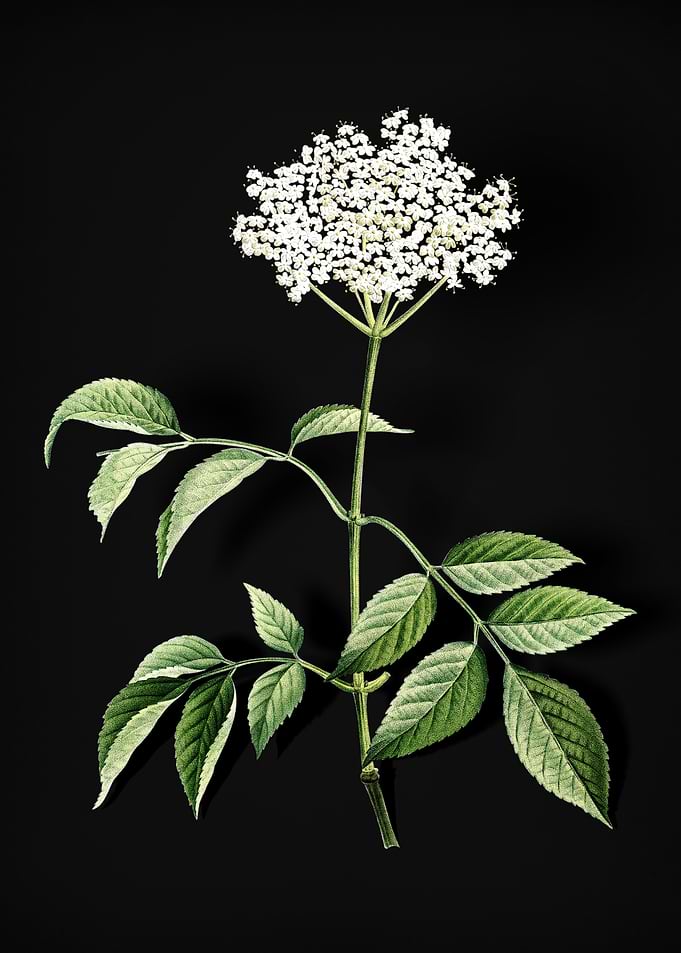 Blooming Elderflower Tree