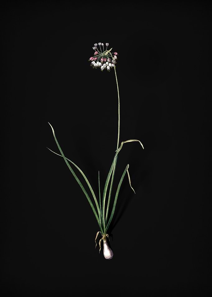 Nodding Onion