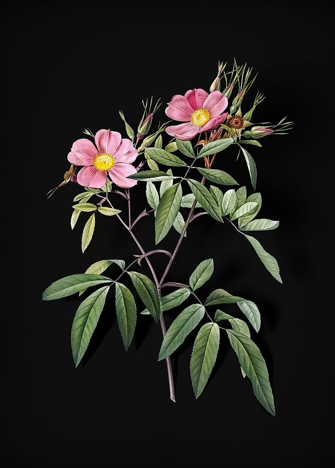 Pink Swamp Roses