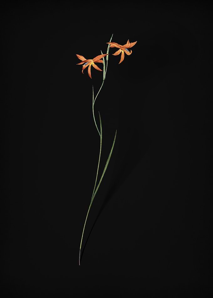 Gladiolus Watsonius
