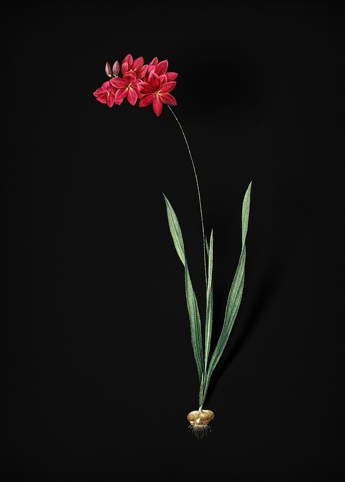 Vintage Ixia Filiformis