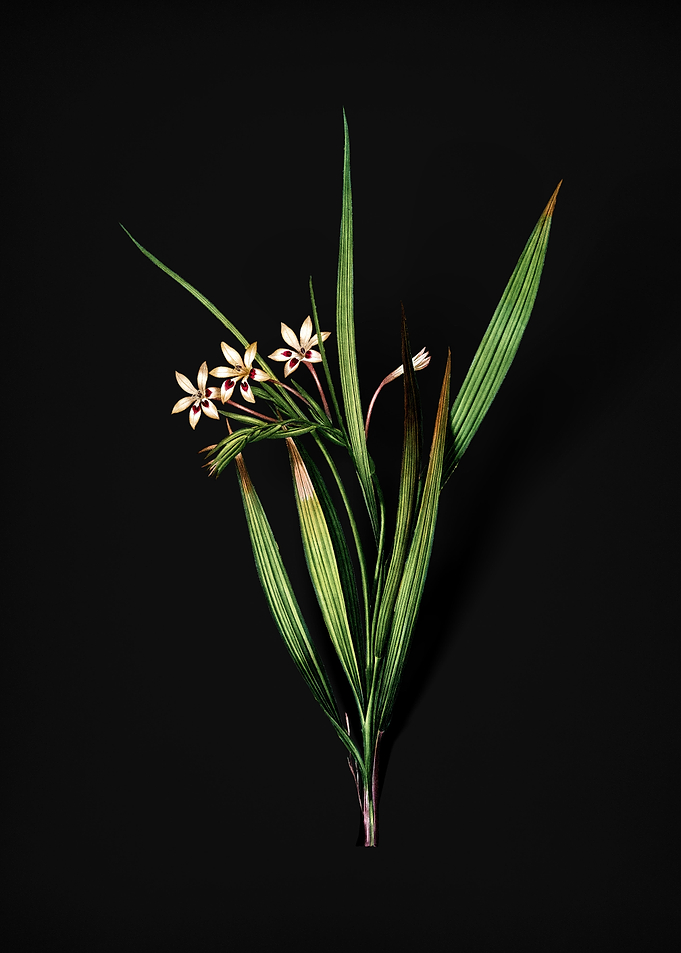White Baboon Root
