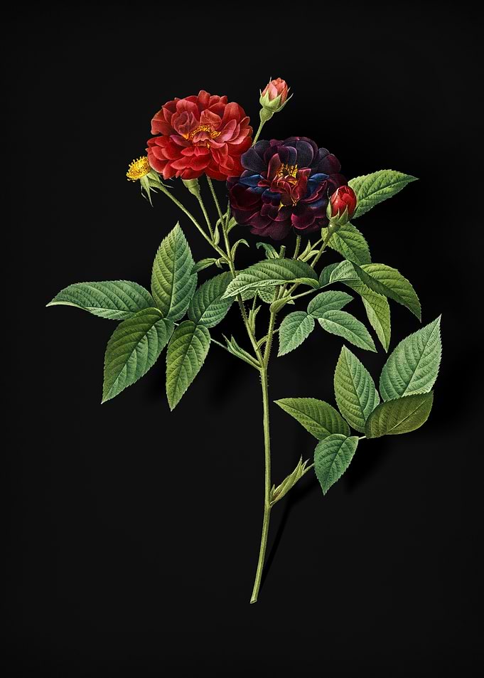 Vintage Van Eeden Rose