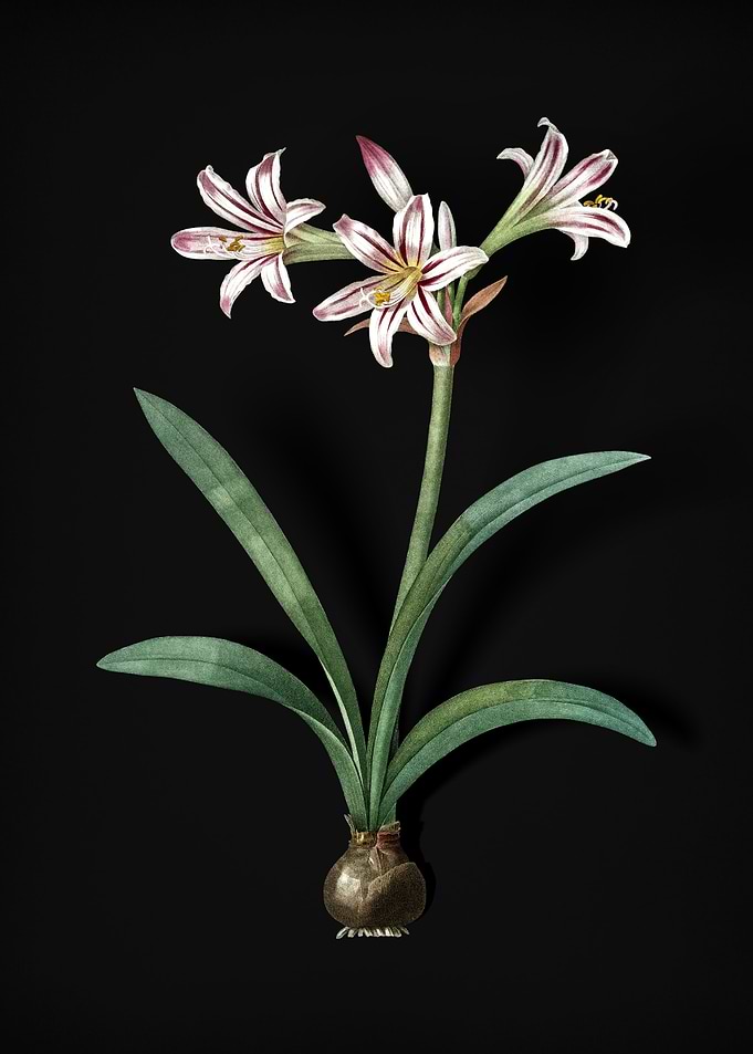 Vintage Amaryllis