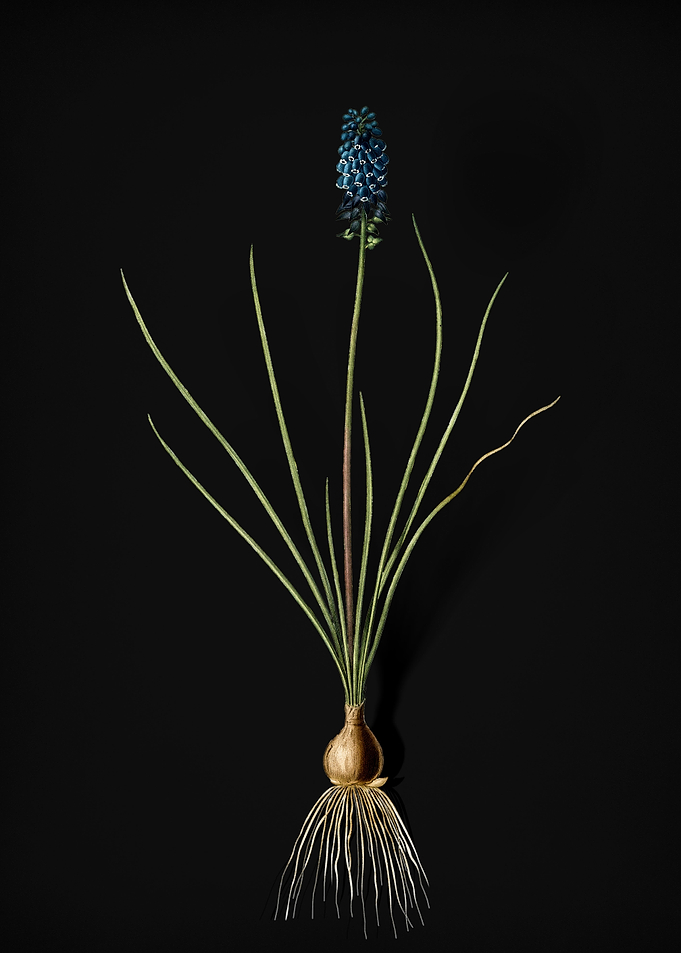Vintage Grape Hyacinth