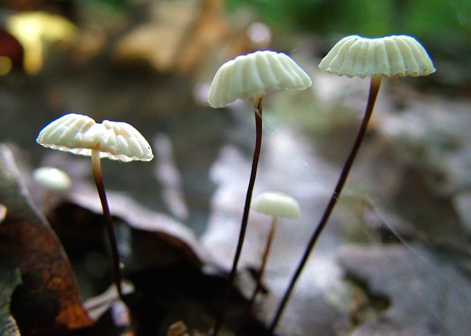Fungi