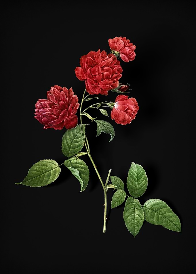 Red Cabbage Rose in Bloom