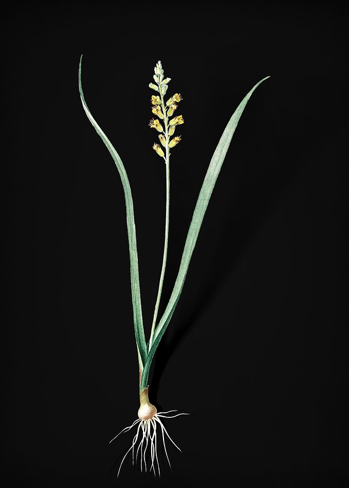 Vintage Lachenalia Pallida