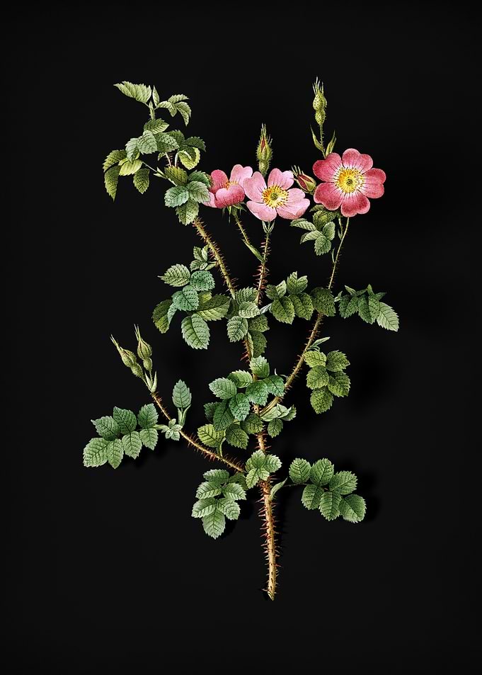 Prickly Sweetbriar Rose