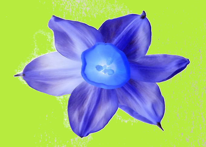 FLOWER INVERTED