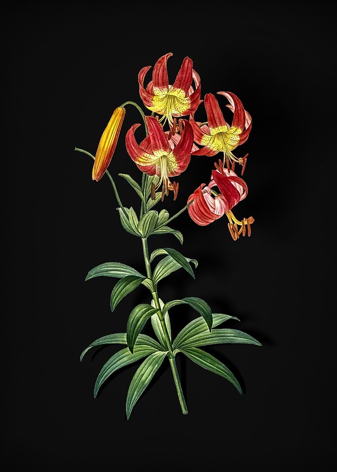 Vintage Turban Lily