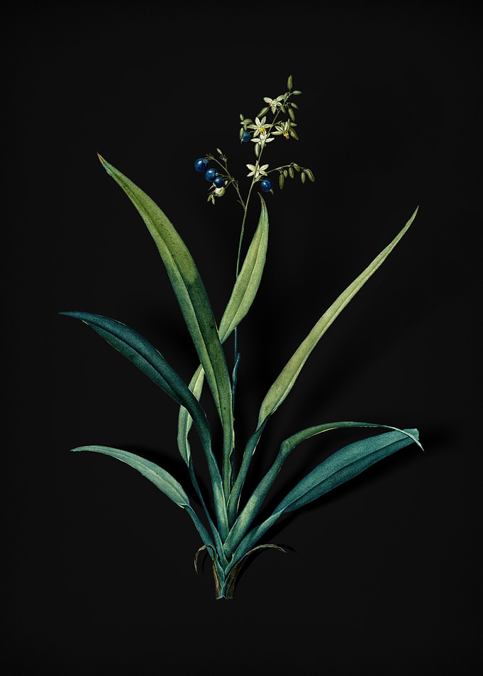 Vintage Flax Lilies