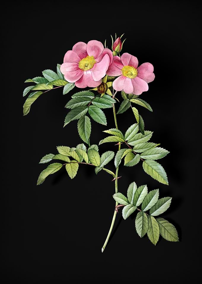 Shining Rosa Lucida