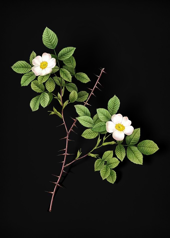 Spiny Rose of Dematra