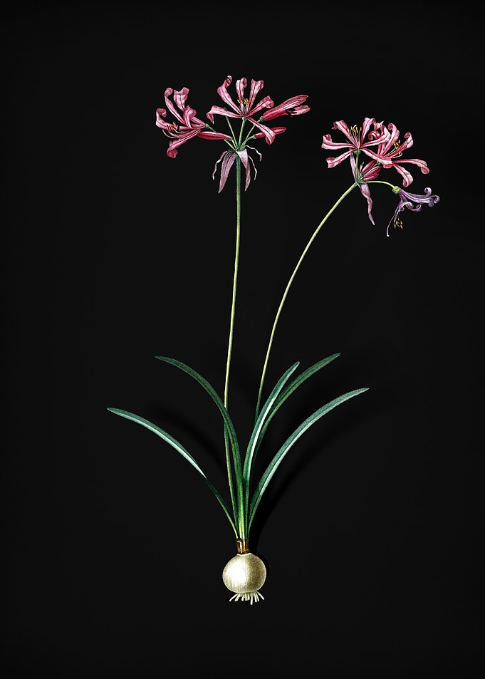 Nerine