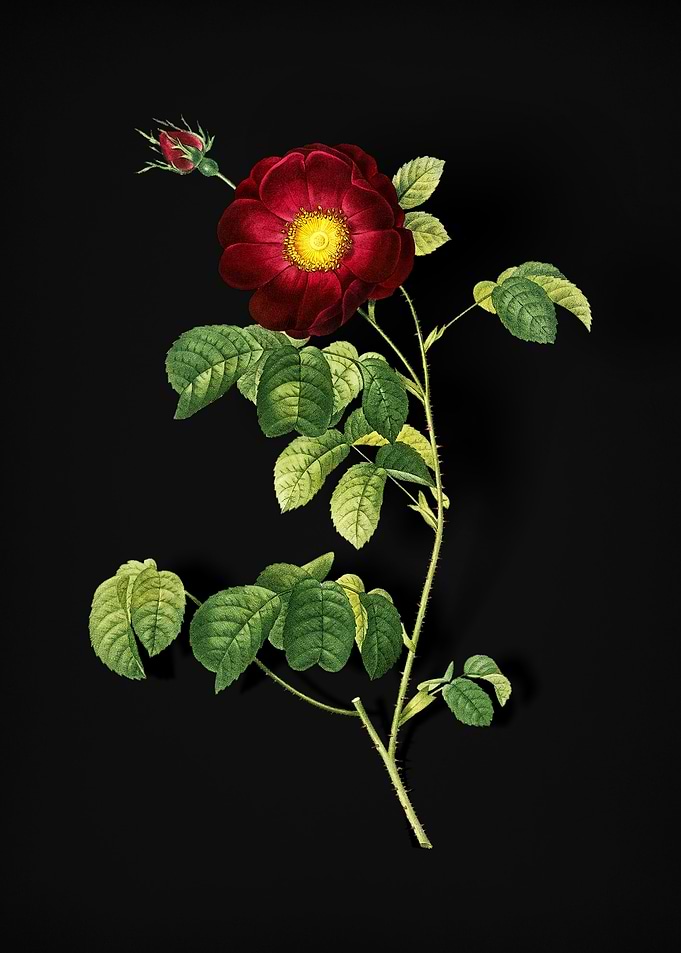 Vintage Rose
