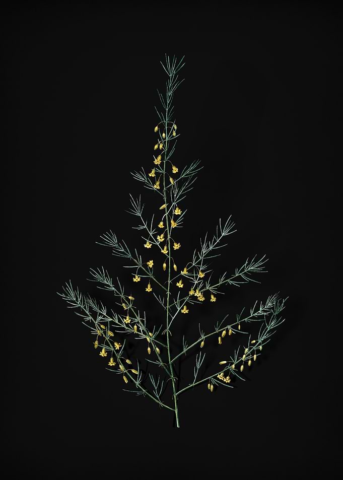 Sea Asparagus