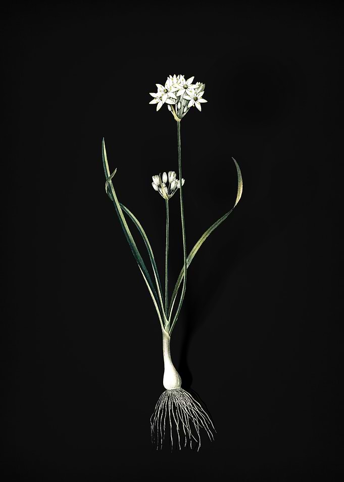 Three Cornered Leek