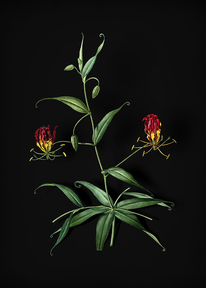 Vintage Flame Lily