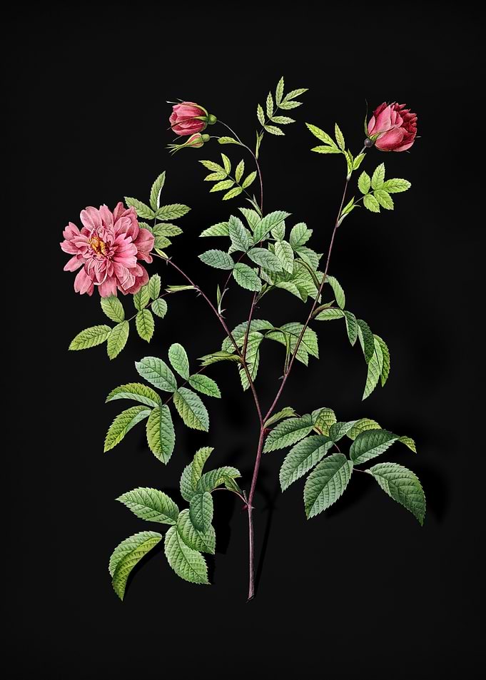 Vintage Cinnamon Rose