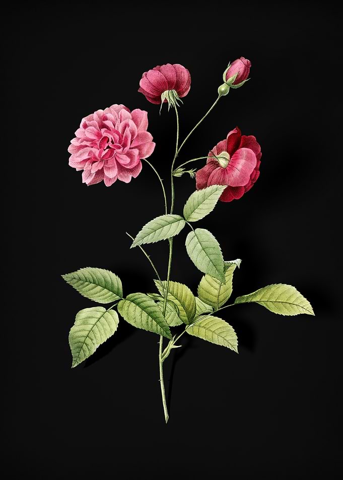 Vintage China Rose
