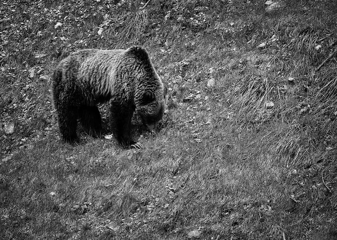 Grizzly Bear at Glacier