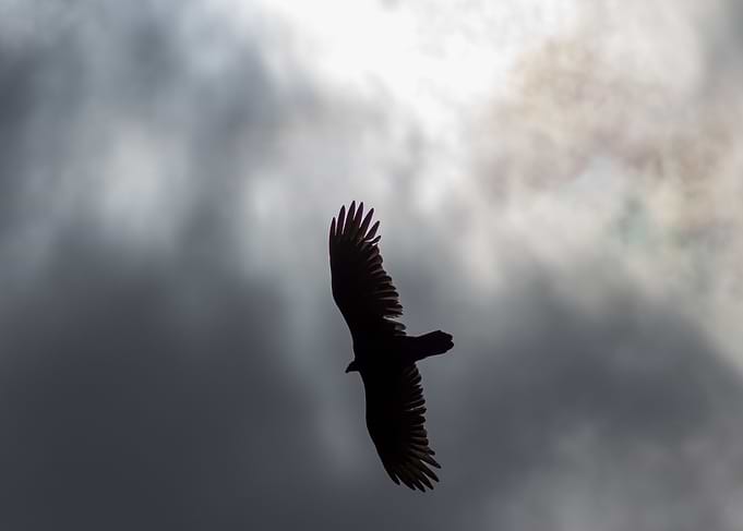 bird