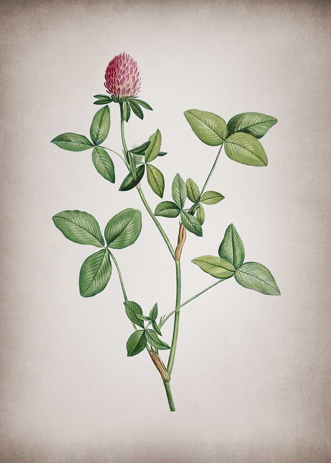 Blooming Pink Clover